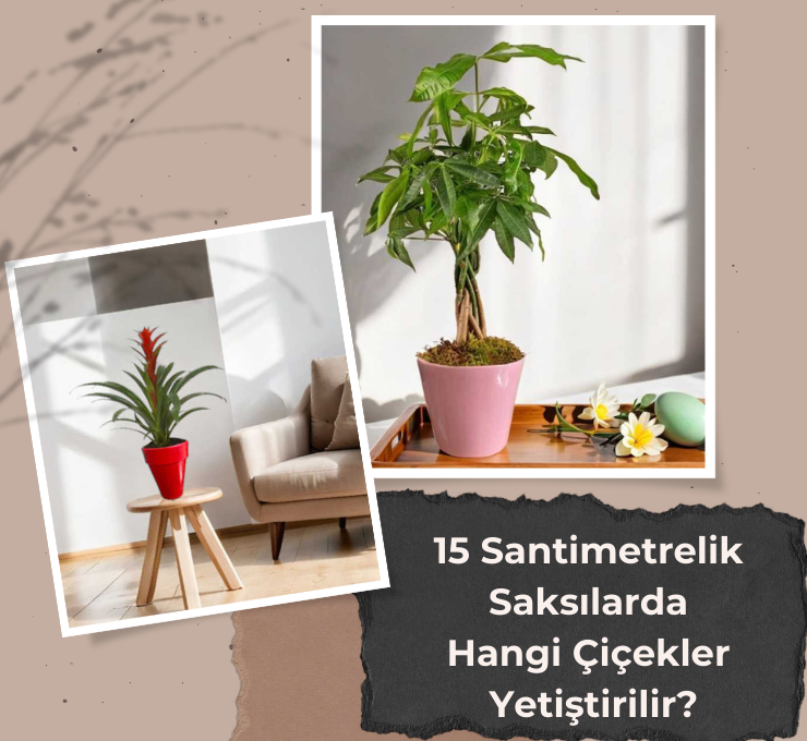 15 Santimetrelik Saksılarda Hangi Çiçekler Yetiştirilir?