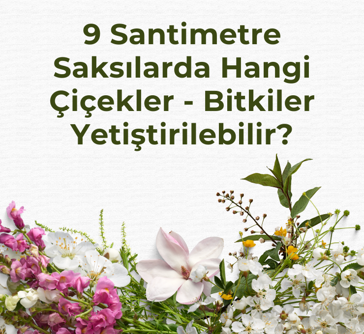 9 Santimetre Saksılarda Hangi Çiçekler - Bitkiler Yetiştirilebilir?