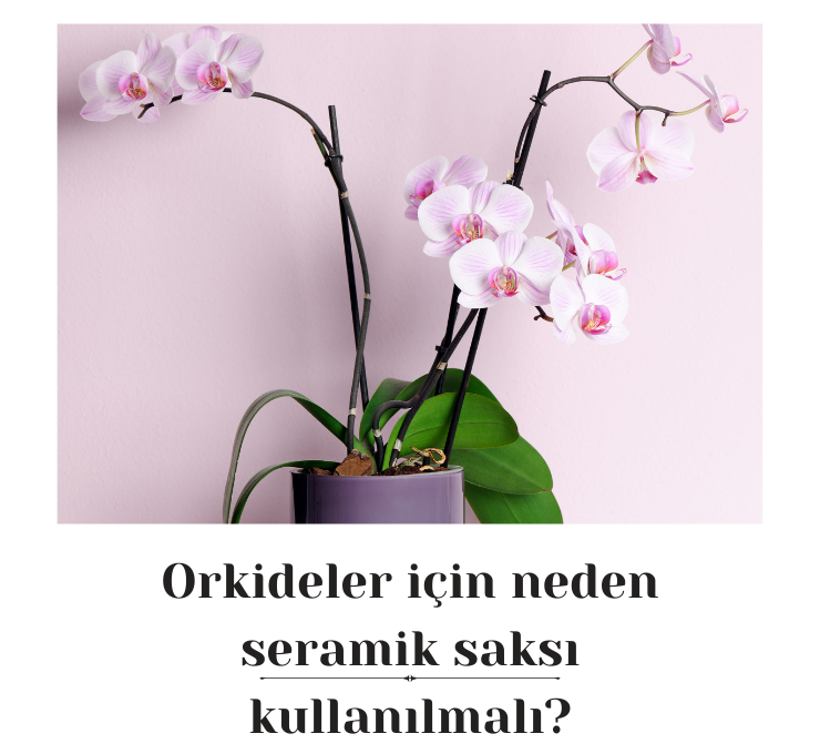 Orkideler için neden seramik saksı kullanılmalı?