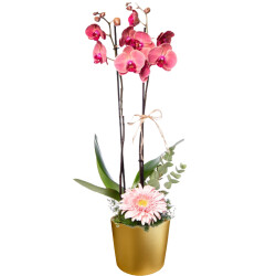 Theebby 12 Cm Cylinder Seramik Saksı Gold 