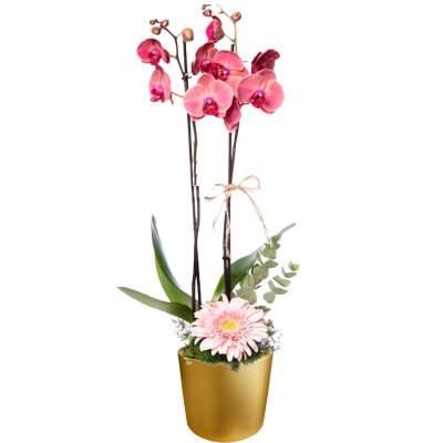 Theebby 12 Cm Cylinder Seramik Saksı Gold - 1
