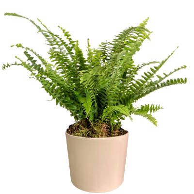 Theebby 12 Cm Cylinder Seramik Saksı Krem - 1