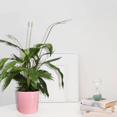 Theebby 12 Cm Cylinder Seramik Saksı Pembe - 2