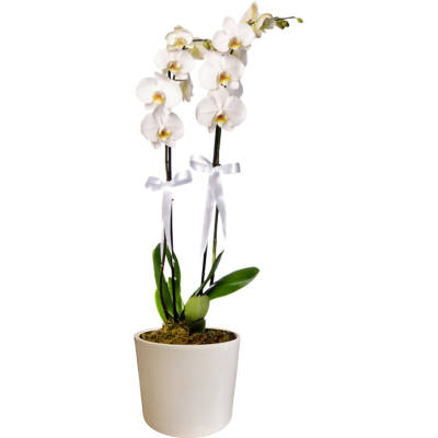 Theebby 15 Cm Cylinder Seramik Saksı Beyaz - 1