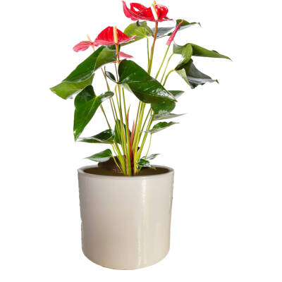 Theebby 15 Cm Cylinder Seramik Saksı Haki - 1