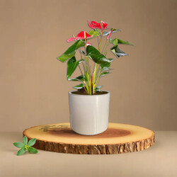 Theebby 15 Cm Cylinder Seramik Saksı Haki - 2