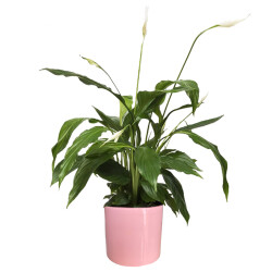 Theebby 15 Cm Cylinder Seramik Saksı Pembe 