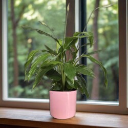 Theebby 15 Cm Cylinder Seramik Saksı Pembe - 2