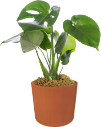 Theebby 15 Cm Cylinder Seramik Saksı Terracota 