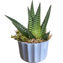 Theebby A.T-3L Seramik Saksı Gri - Theebby