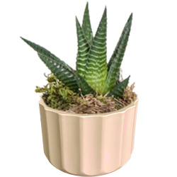 Theebby A.T-3L Seramik Saksı Krem 