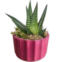 Theebby A.T-3L Seramik Saksı Mürdüm 