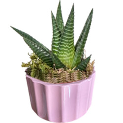 Theebby A.T-3L Seramik Saksı Pembe 