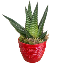 Theebby Cup Seramik Saksı Kırmızı - Theebby