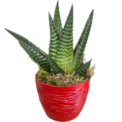 Theebby Cup Seramik Saksı Kırmızı - 1