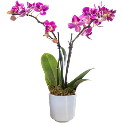 Theebby Germany Seramik Saksı Gri - 1