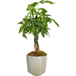 Theebby Germany Seramik Saksı Haki 