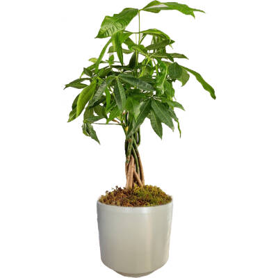 Theebby Germany Seramik Saksı Haki - 1