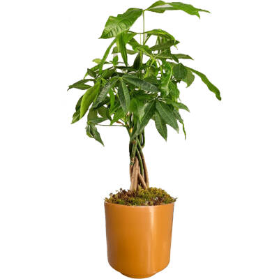 Theebby Germany Seramik Saksı Kiremit - 1