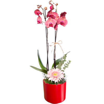 Theebby Germany Seramik Saksı Kırmızı - 1