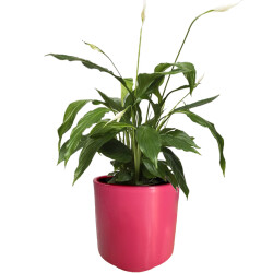 Theebby Germany Seramik Saksı Mürdüm 