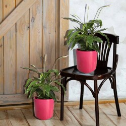 Theebby Germany Seramik Saksı Mürdüm - 4