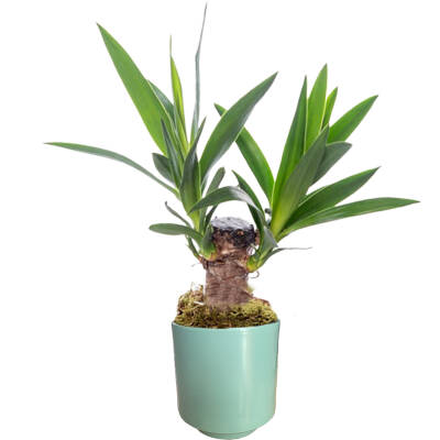 Theebby Germany Seramik Saksı Yeşil - 1