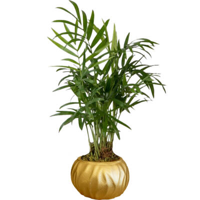 Theebby Siyah Eskitme Seramik Saksı Gold - 1