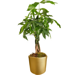 Theebby VSM0010 Seramik Saksı Gold 