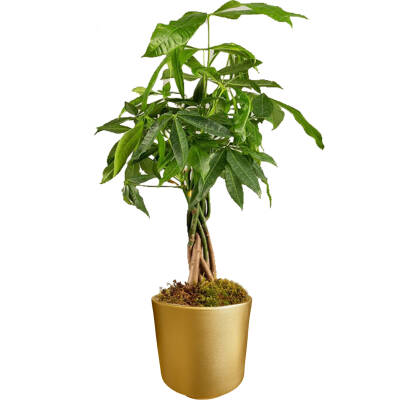 Theebby VSM0010 Seramik Saksı Gold - 1