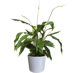 Theebby VSM0010 Seramik Saksı Gri 