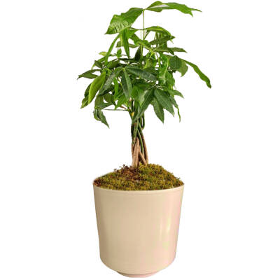 Theebby VSM0010 Seramik Saksı Krem - 1