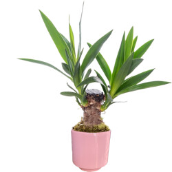 Theebby VSM0010 Seramik Saksı Pembe 