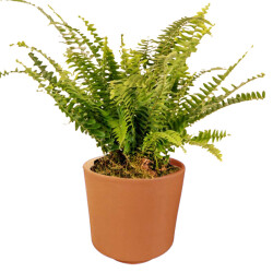 Theebby VSM0010 Seramik Saksı Terracota 