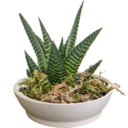 Theebby VSM0024 Seramik Saksı Beyaz - Theebby