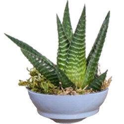 Theebby VSM0024 Seramik Saksı Gri 