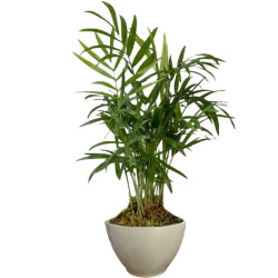 Theebby VSM0026 Seramik Saksı Haki 