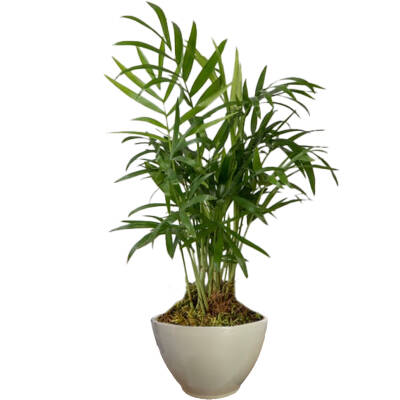 Theebby VSM0026 Seramik Saksı Haki - 1