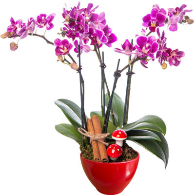 Theebby VSM0026 Seramik Saksı Kırmızı - 1