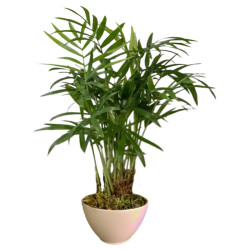 Theebby VSM0026 Seramik Saksı Krem 