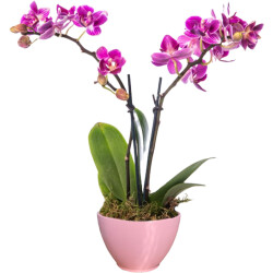 Theebby VSM0026 Seramik Saksı Pembe - Theebby