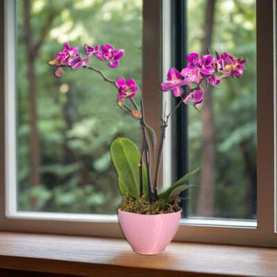 Theebby VSM0026 Seramik Saksı Pembe - 3