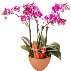Theebby VSM0026 Seramik Saksı Terracota - 1