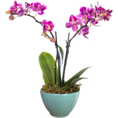 Theebby VSM0026 Seramik Saksı Yeşil - 1