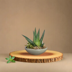 Theebby VSM0033 Seramik Saksı Haki - 3