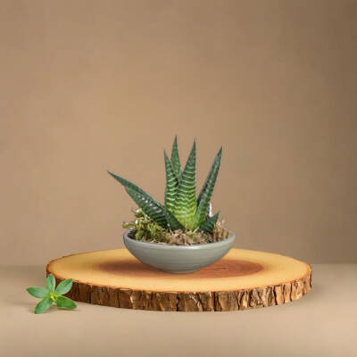 Theebby VSM0033 Seramik Saksı Haki - 3