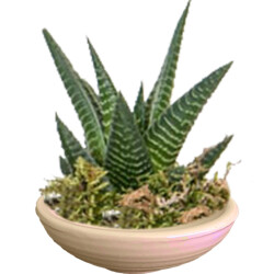 Theebby VSM0033 Seramik Saksı Krem 