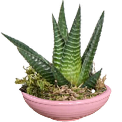 Theebby VSM0033 Seramik Saksı Pembe - 1