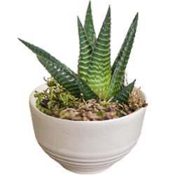 Theebby VSM0035 Seramik Saksı Beyaz 