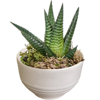 Theebby VSM0035 Seramik Saksı Beyaz - 1